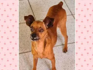 Cachorro raça Pinscher idade 5 anos nome Billy