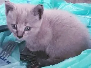Gato raça Srd idade Abaixo de 2 meses nome Mia