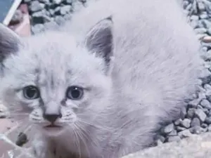 Gato raça Srd idade 2 a 6 meses nome Maia