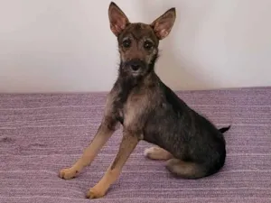 Cachorro raça Srd idade 2 a 6 meses nome BELLA