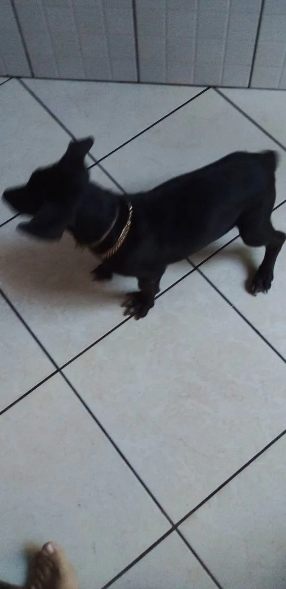 Cachorro ra a Mestiço dachshund x vira lata idade 3 anos nome Yang
