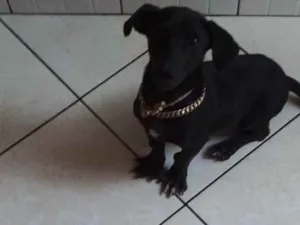 Cachorro raça Mestiço dachshund x vira lata idade 3 anos nome Yang