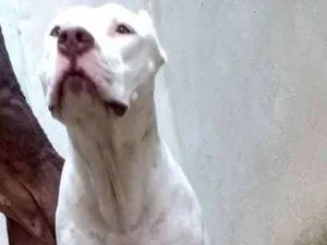 Cachorro raça Pitbull  idade 2 anos nome Zeus 