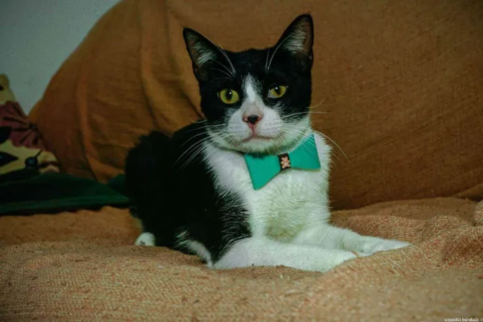 Gato ra a SRD idade 1 ano nome Merlin