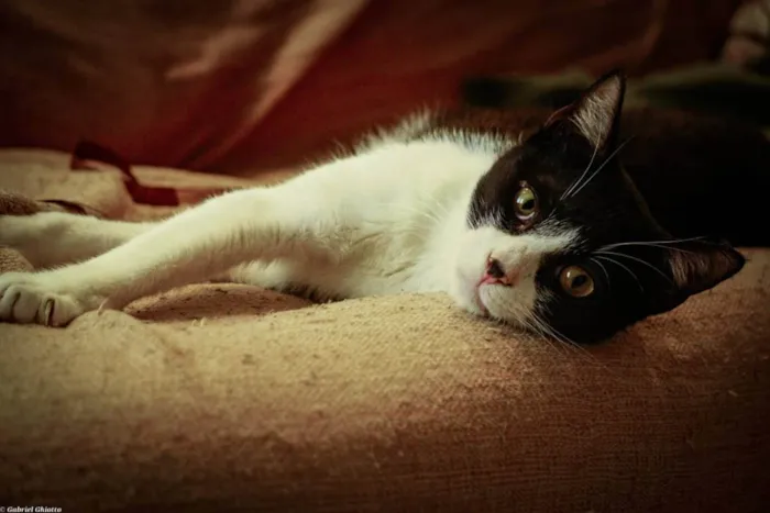 Gato ra a SRD idade 1 ano nome Merlin