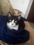Merlin