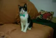Merlin
