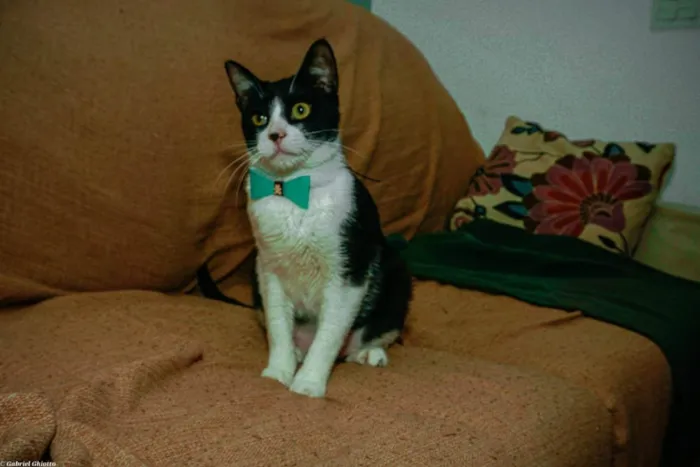 Gato ra a SRD idade 1 ano nome Merlin