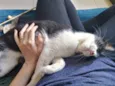 Merlin