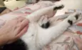 Merlin