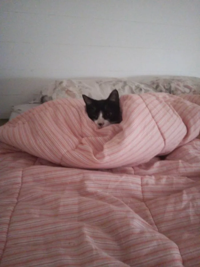 Gato ra a SRD idade 1 ano nome Merlin