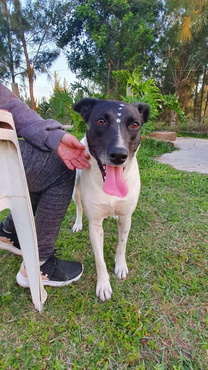 Cachorro ra a SRD idade 2 anos nome Panda