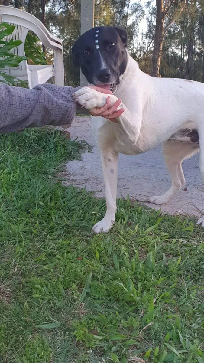 Cachorro ra a SRD idade 2 anos nome Panda