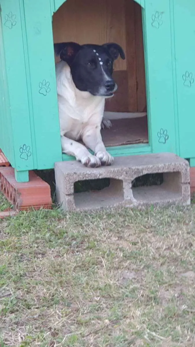 Cachorro ra a SRD idade 2 anos nome Panda