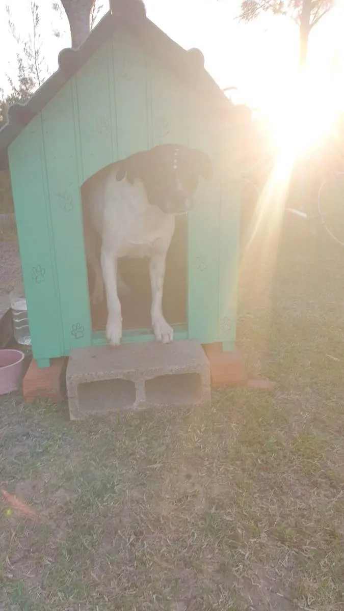 Cachorro ra a SRD idade 2 anos nome Panda