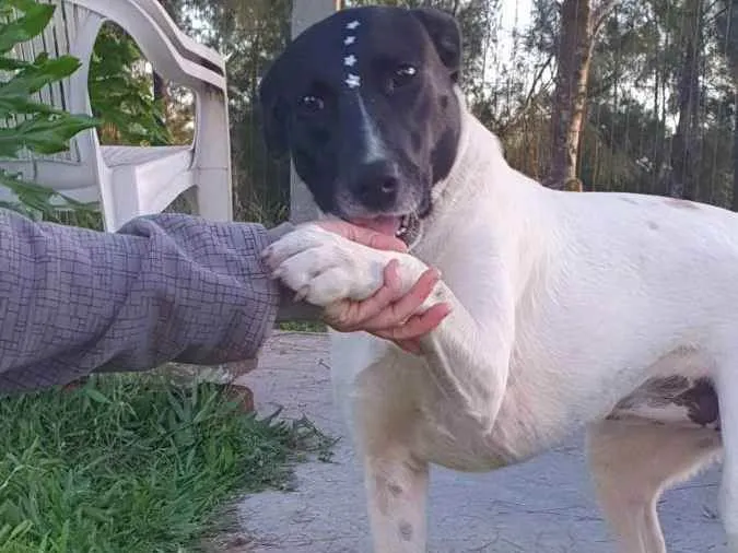 Cachorro ra a SRD idade 2 anos nome Panda