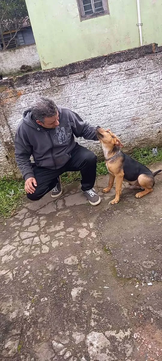 Cachorro ra a Labrador com Fila Brasileiro idade 7 a 11 meses nome Fred