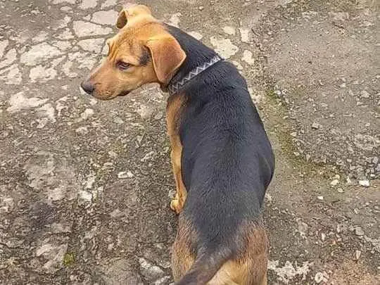 Cachorro ra a Labrador com Fila Brasileiro idade 7 a 11 meses nome Fred