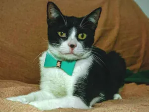 Gato raça SRD idade 1 ano nome Merlin