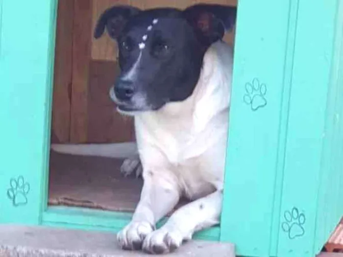 Cachorro ra a SRD idade 2 anos nome Panda