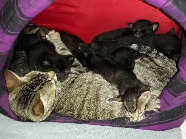 Gato raça Vira lata idade Abaixo de 2 meses nome Não tem ainda