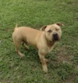 Otto