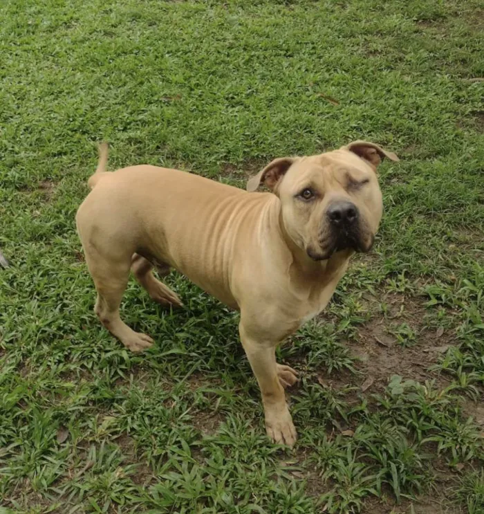 Cachorro ra a American Bully idade 2 anos nome Otto