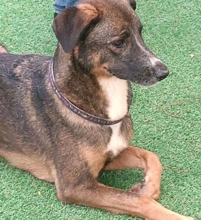 Cachorro ra a  idade 3 anos nome Nescau 