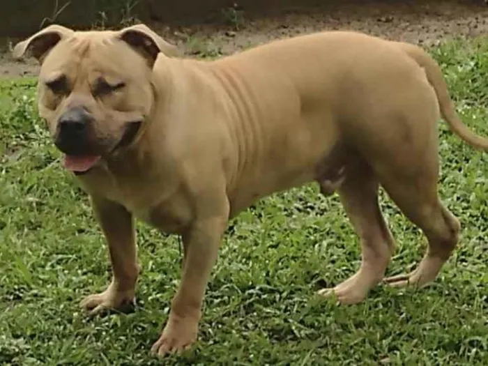 Cachorro ra a American Bully idade 2 anos nome Otto
