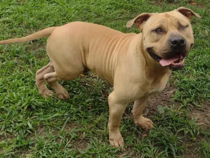 Cachorro ra a American Bully idade 2 anos nome Otto