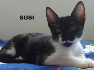 Gato raça SRD idade 7 a 11 meses nome Susi