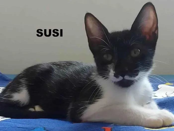 Gato ra a SRD idade 7 a 11 meses nome Susi