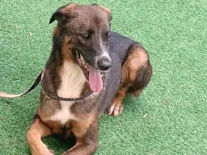 Cachorro raça  idade 3 anos nome Nescau 