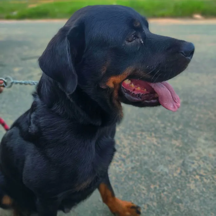 Cachorro ra a Rottweiler idade 5 anos nome Hanna