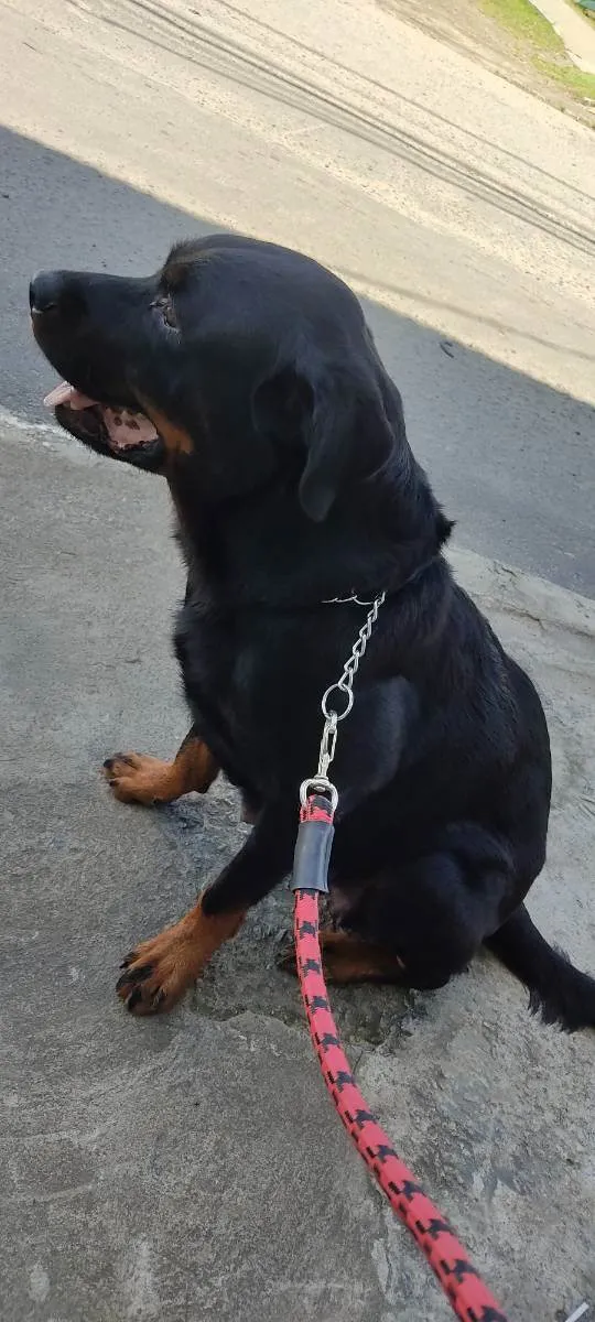 Cachorro ra a Rottweiler idade 5 anos nome Hanna