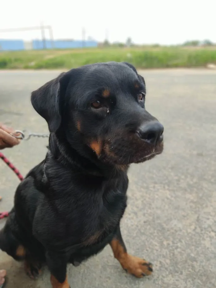 Cachorro ra a Rottweiler idade 5 anos nome Hanna