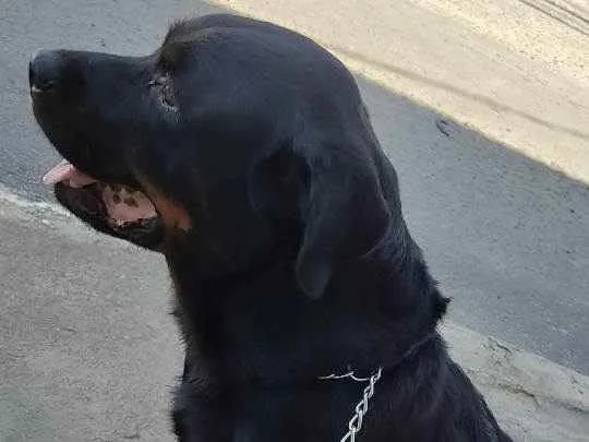 Cachorro ra a Rottweiler idade 5 anos nome Hanna