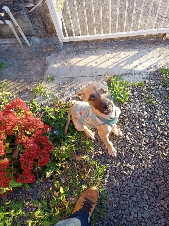 Cachorro ra a N sei a raça. idade 2 a 6 meses nome Bili