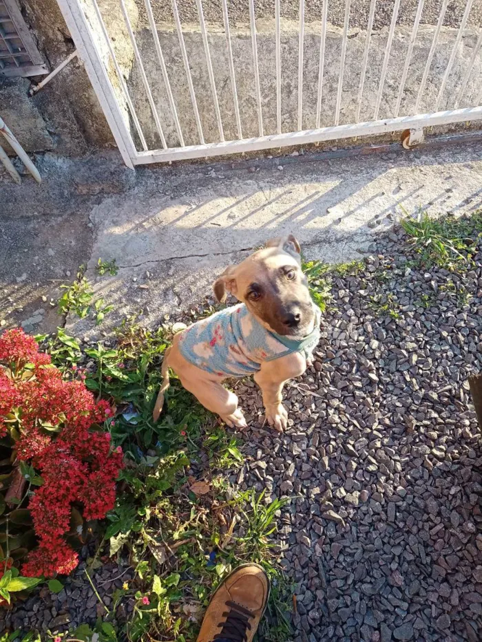Cachorro ra a N sei a raça. idade 2 a 6 meses nome Bili