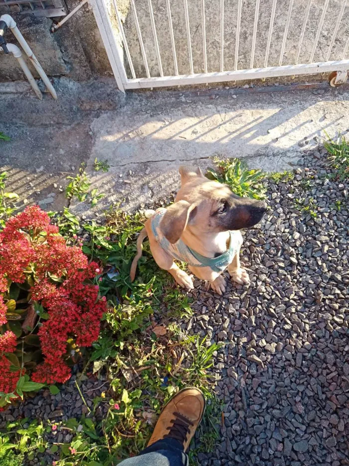 Cachorro ra a N sei a raça. idade 2 a 6 meses nome Bili