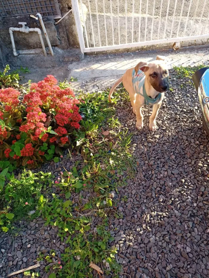 Cachorro ra a N sei a raça. idade 2 a 6 meses nome Bili
