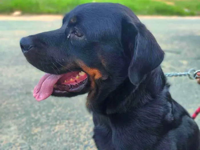 Cachorro ra a Rottweiler idade 5 anos nome Hanna