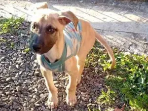 Cachorro raça N sei a raça. idade 2 a 6 meses nome Bili