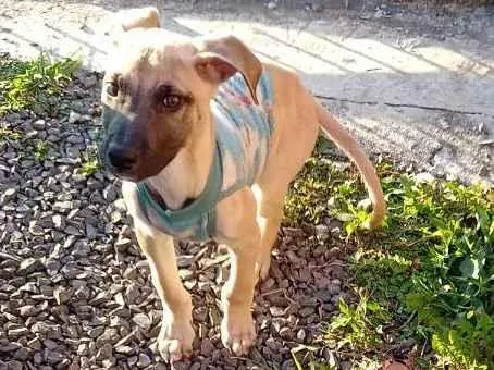 Cachorro ra a N sei a raça. idade 2 a 6 meses nome Bili