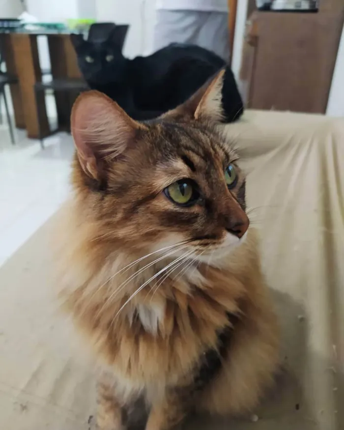 Gato ra a - idade 5 anos nome Vênus