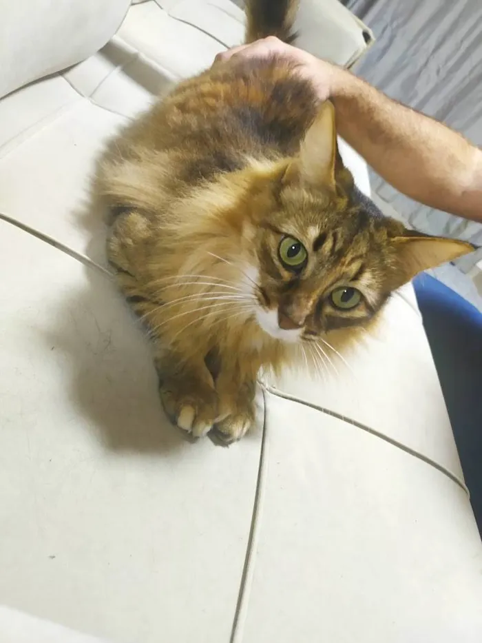 Gato ra a - idade 5 anos nome Vênus