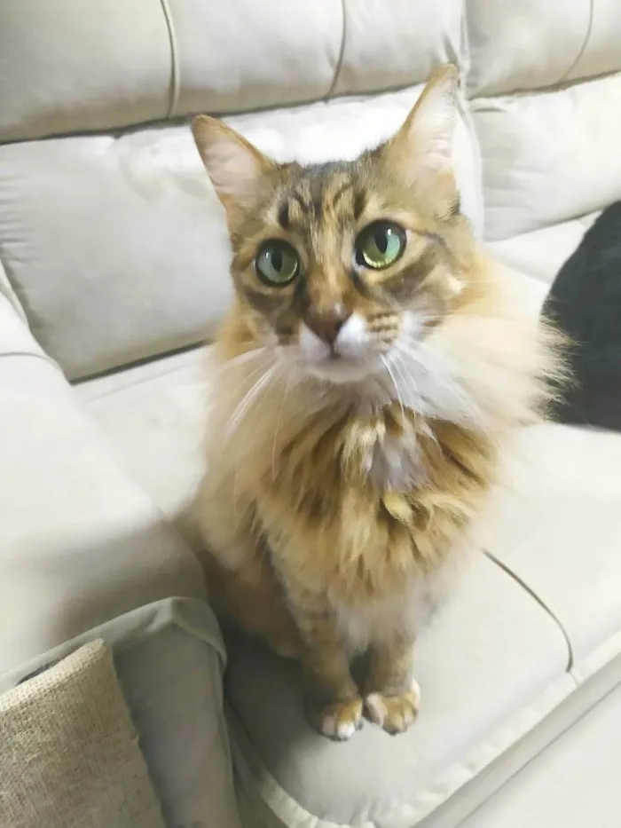 Gato ra a - idade 5 anos nome Vênus