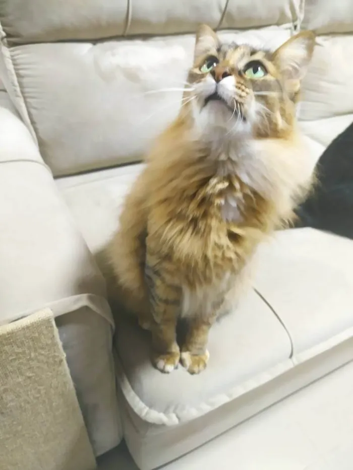 Gato ra a - idade 5 anos nome Vênus