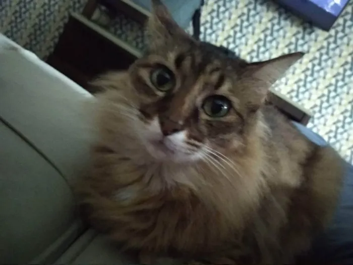 Gato ra a - idade 5 anos nome Vênus