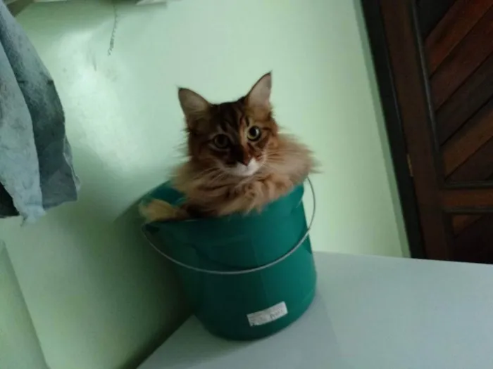 Gato ra a - idade 5 anos nome Vênus